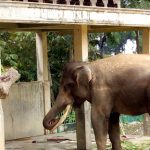 kebun binatang bukittinggi