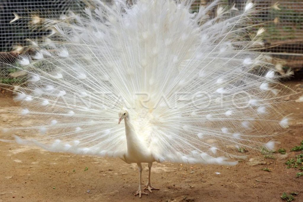 kinantan bird park zoo bukittinggi