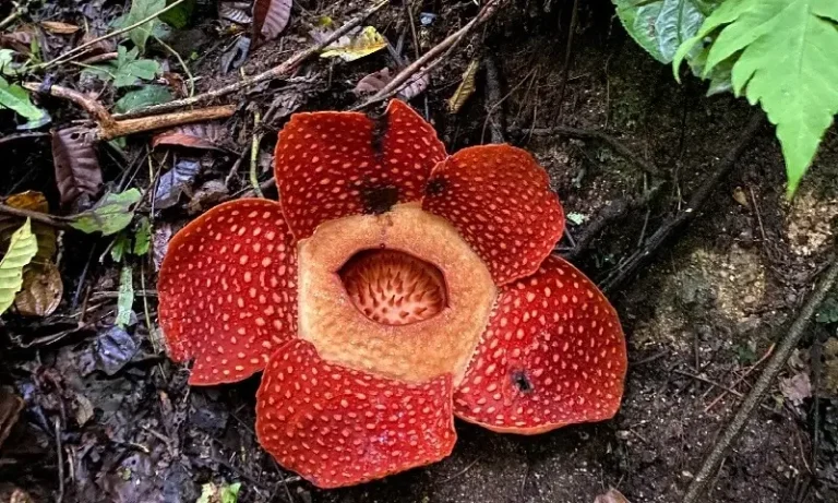 bunga raflesia arnoldii di padang