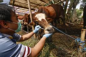 pemeriksaan hewan kurban