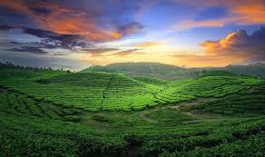 kebun teh alahan panjang