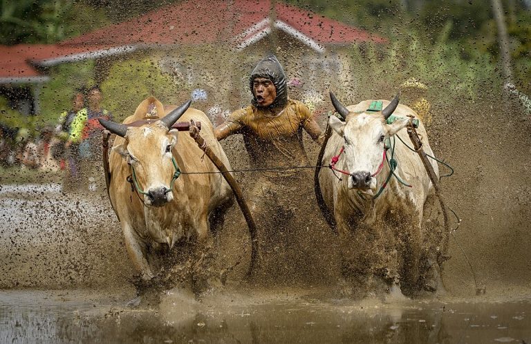 Pacu Jawi Tanah Jabatan